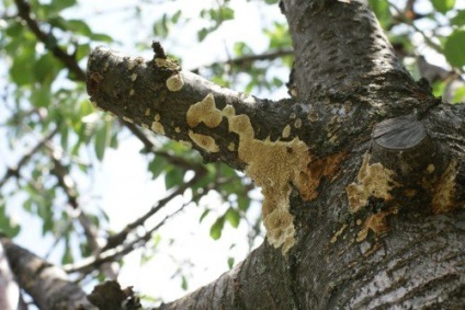 Caracteristicile și descrierea bogatului cultivar de mere, plantarea și îngrijirea, condițiile de recoltare a merelor pentru depozitare