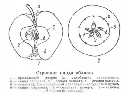 Caracteristicile și descrierea bogatului cultivar de mere, plantarea și îngrijirea, condițiile de recoltare a merelor pentru depozitare