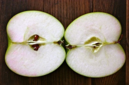 Az almafajta-bogatyr, az ültetés és az ellátás jellemzői és leírása, az alma betakarításának feltételei a tároláshoz