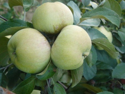 Caracteristicile și descrierea bogatului cultivar de mere, plantarea și îngrijirea, condițiile de recoltare a merelor pentru depozitare