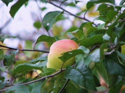 Descrierea bogată a merelor în cazul colectării merelor pentru depozitare