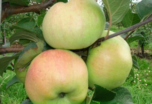 Apple erou copac cum să aleagă mărul drept, caracteristicile de îngrijire și varietatea sa
