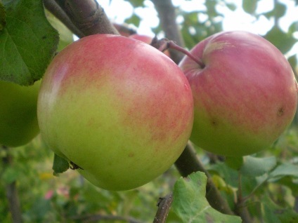 Apple tree 