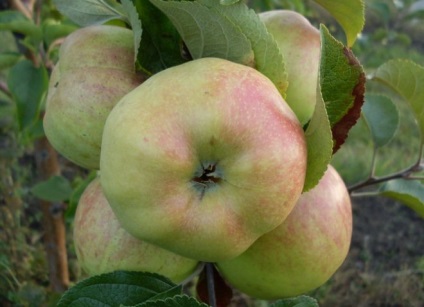 Apple eroi copac - descrierea soiului, plantare și îngrijire