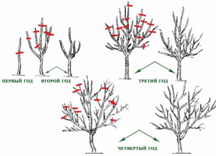 Apple tree hero - fajta leírása, ültetése és gondozása