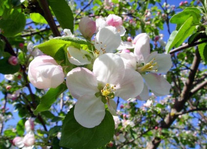 Apple eroi copac - descrierea soiului, plantare și îngrijire