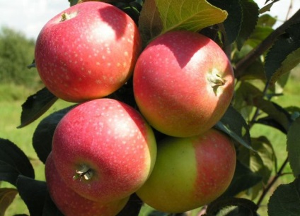Apple tree hero - fajta leírása, ültetése és gondozása