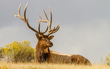 Asamblatorii de vizită ai cornelor de animale au devenit o problemă pentru Belovezhskaya Pushcha