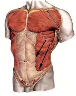Pentru frumusețea taliei, răspundeți mușchilor oblici abdominali