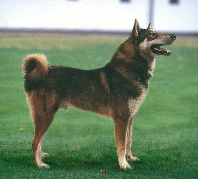 Laika din Siberia vestică - rase de câini