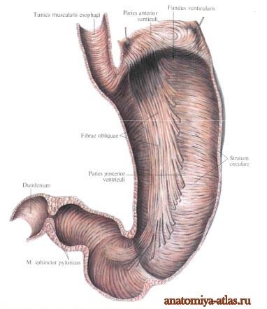 Stomacul unei persoane, imagini, structură, funcții, anatomie în imagini