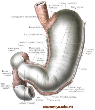 Stomacul unei persoane, imagini, structură, funcții, anatomie în imagini