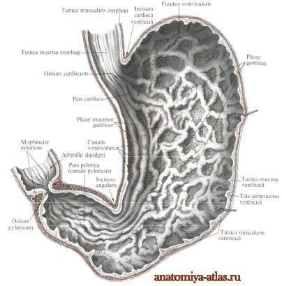 Stomacul unei persoane, imagini, structură, funcții, anatomie în imagini