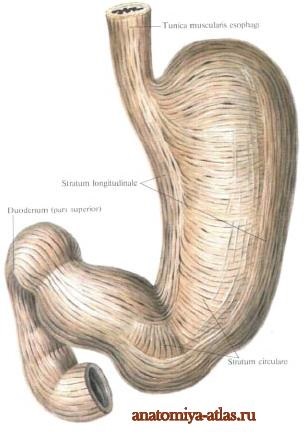 Stomacul unei persoane, imagini, structură, funcții, anatomie în imagini