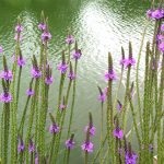 Obszcenium delphinium mező, jellemzői és gyógyászati ​​tulajdonságai, gyógynövény felhasználás, kérelem