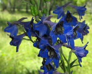 Obszcenium delphinium mező, jellemzői és gyógyászati ​​tulajdonságai, gyógynövény felhasználás, kérelem