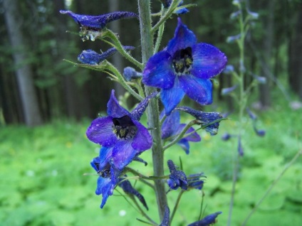 Obszcenium delphinium mező, jellemzői és gyógyászati ​​tulajdonságai, gyógynövény felhasználás, kérelem