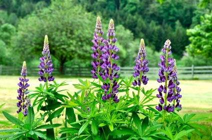 Obszcenium delphinium mező, jellemzői és gyógyászati ​​tulajdonságai, gyógynövény felhasználás, kérelem