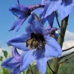 Obszcenium delphinium mező, jellemzői és gyógyászati ​​tulajdonságai, gyógynövény felhasználás, kérelem