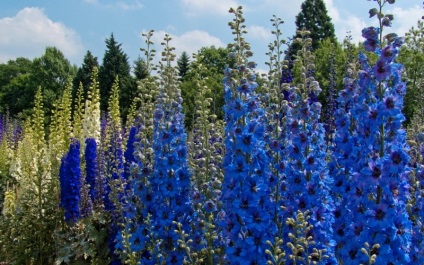 Obszcenium delphinium mező, jellemzői és gyógyászati ​​tulajdonságai, gyógynövény felhasználás, kérelem