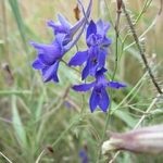 Obszcenium delphinium mező, jellemzői és gyógyászati ​​tulajdonságai, gyógynövény felhasználás, kérelem