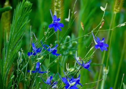 Obszcenium delphinium mező, jellemzői és gyógyászati ​​tulajdonságai, gyógynövény felhasználás, kérelem