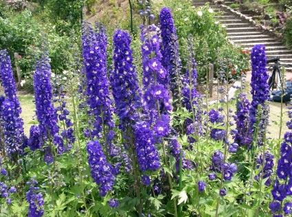 Obszcenium delphinium mező, jellemzői és gyógyászati ​​tulajdonságai, gyógynövény felhasználás, kérelem