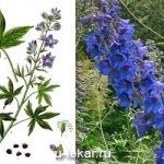 Obszcenium delphinium mező, jellemzői és gyógyászati ​​tulajdonságai, gyógynövény felhasználás, kérelem