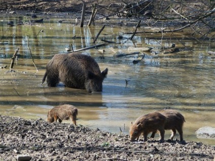 Animalele din Marea Neagră