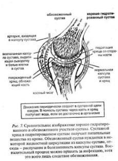 Cell Life, Health and Healthy Nutrition