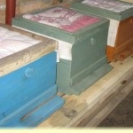 Hibernarea albinelor într-un padoc, practicarea apiculturii practice