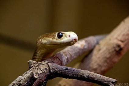 Snake taipan este un prădător otrăvitor