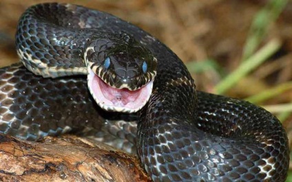 10 Cele mai frecvente mituri despre șerpi - știri în fotografii