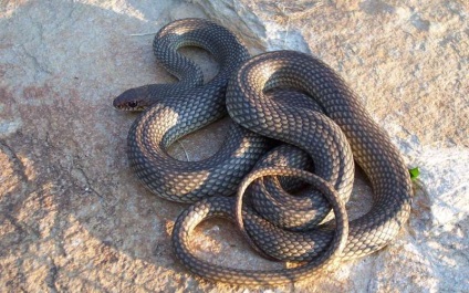10 Cele mai frecvente mituri despre șerpi - știri în fotografii