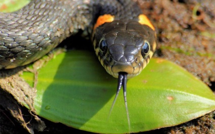 10 A kígyók leggyakoribb mítoszai - hírek a fotókban