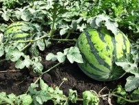 11 Az országban élő citromfű növényekre vonatkozó szabályok, kertész (farmstead)