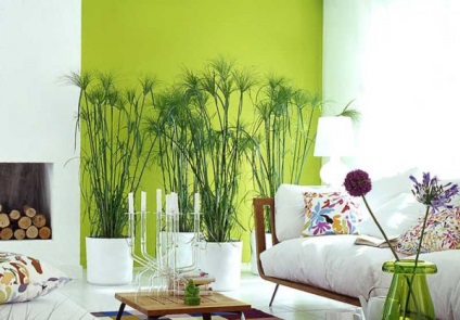 12 Plante de cameră recomandate pentru camera de zi - design interior - interior, feng shui, acasă