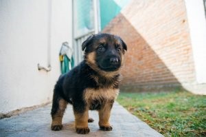 15 Excelente motive pentru care ciobanii germani fac cele mai bune animale de companie