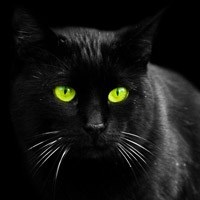 17 noiembrie - ziua de protecție a pisicilor negre sau a zilei de pisici negre