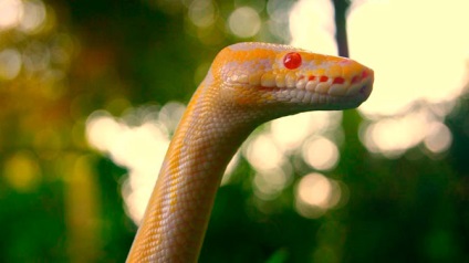 50 Örömteli kígyók (51 fotó)
