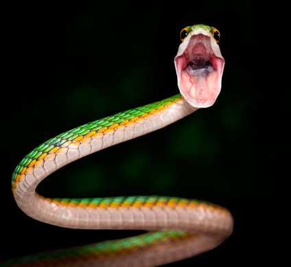 50 de șerpi delicios (51 fotografii)