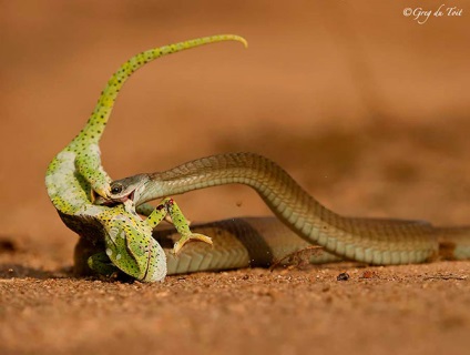 50 Örömteli kígyók (51 fotó)