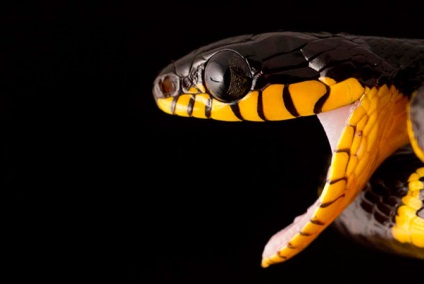50 de șerpi delicios (51 fotografii)