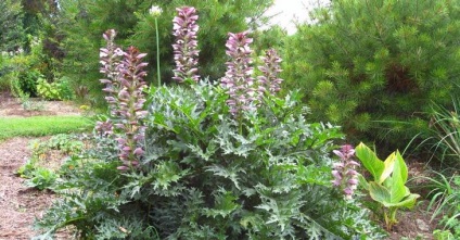 Acanthus (acanthus, laba ursului) descriere, cultivare, îngrijire