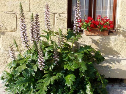 Acanthus (acanthus, medve mancs) leírása, termesztése, gondozása