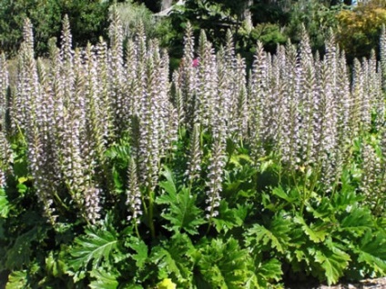 Acanthus (acanthus, laba ursului) descriere, cultivare, îngrijire