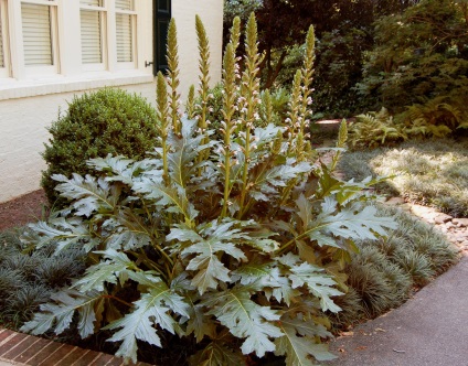 Acanthus (acanthus, laba ursului) descriere, cultivare, îngrijire