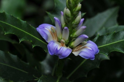 Acanthus tenyésztés a magok acanthus spickly és más típusú szabályok az ültetés és gondozás