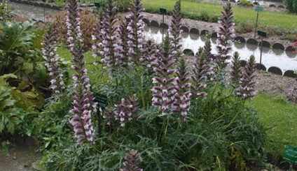 Acanthus tenyésztés magvak acanthus spickly és egyéb szabályokat ültetésre és gondozásra