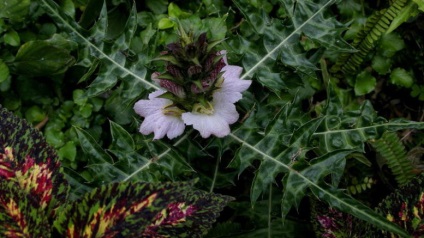 Acanthus tenyésztés magvak acanthus spickly és egyéb szabályokat ültetésre és gondozásra